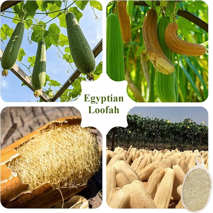 Premium Egyptian Natural Loofah Sponge 100% Plant-Based Exfoliating Body Scrubber Dye-Free Biodegradable Shower Pouf Deep Cleansing for Body Back and Face, Women & Men (3 Pack)